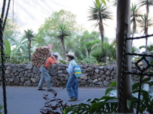 man carrying large load of wood