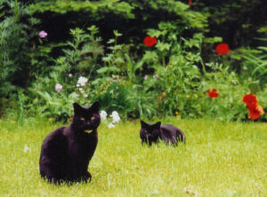 two black cats on the lawn